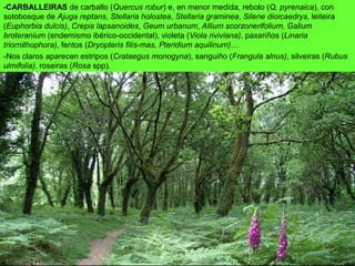 -CARBALLEIRAS de carballo (Quercus robur) e, en menor medida, rebolo (Q, pyrenaica), con
sotobosque de Ajuga reptans, Stellaria holostea, Stellaria graminea, Silene dioicaedrys, leiteira
(Euphorbia dulcis), Crepis lapsanoides, Geum urbanum, Allium scorzonerifolium, Galium
broteranium (endemismo ibérico-occidental), violeta (Viola riviviana), paxariños (Linaria
triornithophora), fentos (Dryopteris filis-mas, Pteridium aquilinum)…
-Nos claros aparecen estripos (Crataegus monogyna), sanguiño (Frangula alnus), silveiras (Rubus
ulmifolia), roseiras (Rosa spp).
 