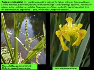 -Augas remansadas con vexetación acuática: salgueiriño Lytrum salicaria, Apium nodiflorum,
Gliceria declinata, Eleocharis palustris, chantaxe de auga (Alisma plantago-aquatica), Ranunculus
peltatus subsp. peltatus var. peltatus, Polygonum amphibium, ambroíño (Nymphaea alba), lirios
(Iris pseudoacorus), espadanas (Tipha), Platanaria (Sparganium erectum)...
Lirio (Iris pseudoacorus)
Platanaria (Sparganium erectum).
Medra en augas de pouco andar.
 