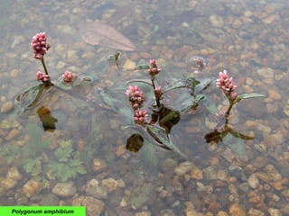 Polygonum amphibium
 