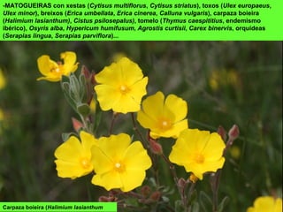 Carpaza boieira (Halimium lasianthum
-MATOGUEIRAS con xestas (Cytisus multiflorus, Cytisus striatus), toxos (Ulex europaeus,
Ulex minor), breixos (Erica umbellata, Erica cinerea, Calluna vulgaris), carpaza boieira
(Halimium lasianthum), Cistus psilosepalus), tomelo (Thymus caespititius, endemismo
ibérico), Osyris alba, Hypericum humifusum, Agrostis curtisii, Carex binervis, orquídeas
(Serapias lingua, Serapias parviflora)...
 