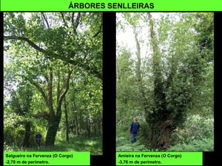 Salgueiro na Fervenza (O Corgo)
-2,70 m de perímetro.
ÁRBORES SENLLEIRAS
Amieira na Fervenza (O Corgo)
-3,76 m de perímetro.
 