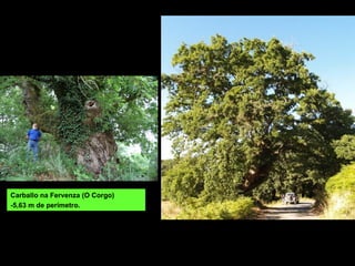 Carballo na Fervenza (O Corgo)
-5,63 m de perímetro.
 
