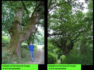 Carballo na Fervenza (O Corgo)
-4,18 m de perímetro.
Carballo na Fervenza (O Corgo)
-4,10 m de perímetro.
 