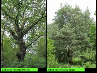 Rebolo na Fervenza (O Corgo)Carballo na Fervenza (O Corgo)
 