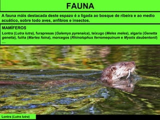 Lontra (Lutra lutra)
FAUNA
A fauna máis destacada deste espazo é a ligada ao bosque de ribeira e ao medio
acuático, sobre todo aves, anfibios e insectos.
MAMÍFEROS
Lontra (Lutra lutra), furapresas (Galemys pyrenaica), teixugo (Meles meles), algaria (Genetta
genetta), fuíña (Martes foina), morcegos (Rhinolophus ferromequinum e Myotis daubentonii)
…
 