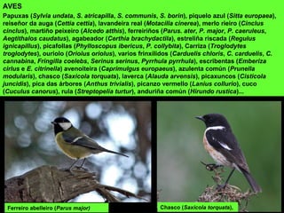 Chasco (Saxicola torquata),
AVES
Papuxas (Sylvia undata, S. atricapilla, S. communis, S. borin), piquelo azul (Sitta europaea),
reiseñor da auga (Cettia cettia), lavandeira real (Motacilla cinerea), merlo rieiro (Cinclus
cinclus), martiño peixeiro (Alcedo atthis), ferreiriños (Parus. ater, P. major, P. caeruleus,
Aegtithalos caudatus), agabeador (Certhia brachydactila), estreliña riscada (Regulus
ignicapillus), picafollas (Phylloscopus ibericus, P. collybita), Carriza (Troglodytes
troglodytes), ouriolo (Oriolus oriolus), varios frinxílidos (Carduelis chloris, C. carduelis, C.
cannabina, Fringilla coelebs, Serinus serinus, Pyrrhula pyrrhula), escribentas (Emberiza
cirlus e E. citrinella) avenoiteira (Caprimulgus europaeus), azulenta común (Prunella
modularis), chasco (Saxicola torquata), laverca (Alauda arvensis), picaxuncos (Cisticola
juncidis), pica das árbores (Anthus trivialis), picanzo vermello (Lanius collurio), cuco
(Cuculus canorus), rula (Streptopelia turtur), anduriña común (Hirundo rustica)...
Ferreiro abelleiro (Parus major)
 