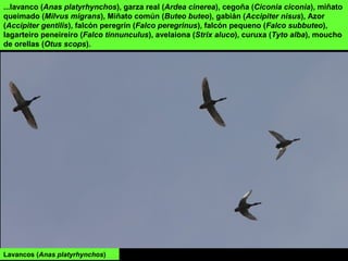 ...lavanco (Anas platyrhynchos), garza real (Ardea cinerea), cegoña (Ciconia ciconia), miñato
queimado (Milvus migrans), Miñato común (Buteo buteo), gabián (Accipiter nisus), Azor
(Accipiter gentilis), falcón peregrín (Falco peregrinus), falcón pequeno (Falco subbuteo),
lagarteiro peneireiro (Falco tinnunculus), avelaiona (Strix aluco), curuxa (Tyto alba), moucho
de orellas (Otus scops).
Lavancos (Anas platyrhynchos)
 