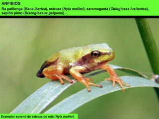 ANFIBIOS
Ra patilonga (Rana iberica), estroza (Hyla molleri), saramaganta (Chioglossa lusitanica),
sapiño pinto (Discoglossus galganoi)…
Exemplar xuvenil de estroza ou rela (Hyla molleri)
 