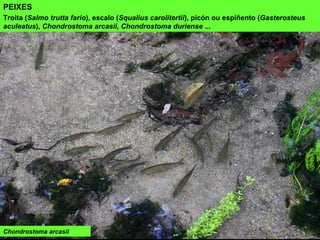 Chondrostoma arcasii
PEIXES
Troita (Salmo trutta fario), escalo (Squalius carolitertii), picón ou espiñento (Gasterosteus
aculeatus), Chondrostoma arcasii, Chondrostoma duriense ...
 