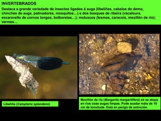 INVERTEBRADOS
Destaca a grande variedade de insectos ligados á auga (libeliñas, cabalos do demo,
chinches de auga, patinadores, mosquitos…) e dos bosques de ribeira (vacaloura,
escaravello de cornos longos, bolboretas…); moluscos (lesmas, caracois, mexillón de río);
vermes…
Libeliña (Calopterix splendens)
Mexillón de río (Margarita margaritifera) só se atopa
en ríos coas augas limpas. Pode acadar máis de 10
cm de lonxitude. Está en perigo de extinción.
 