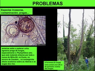 amieiras están a padecer unha
agresiva praga de fungos,
especialmente o Phytophttora alni,
que está matando árbores por toda a
cunca do Miño-Sil, no Eume, no
encoro de Cecebre... co conseguinte
efecto ecolóxico sobre as ribeiras e as
augas dos ríos.
PROBLEMAS
Especies invasoras,
contaminación, pragas...
A Fervenza (O Corgo)
Unha amieira de 4,85 m
de perímetro víctima
dos fungos.
 