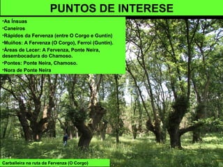 Carballeira na ruta da Fervenza (O Corgo)
PUNTOS DE INTERESE
•As Ínsuas
•Caneiros
•Rápidos da Fervenza (entre O Corgo e Guntín)
•Muíños: A Fervenza (O Corgo), Ferroi (Guntín).
•Áreas de Lecer: A Fervenza, Ponte Neira,
desembocadura do Chamoso.
•Pontes: Ponte Neira, Chamoso.
•Nora de Ponte Neira
 