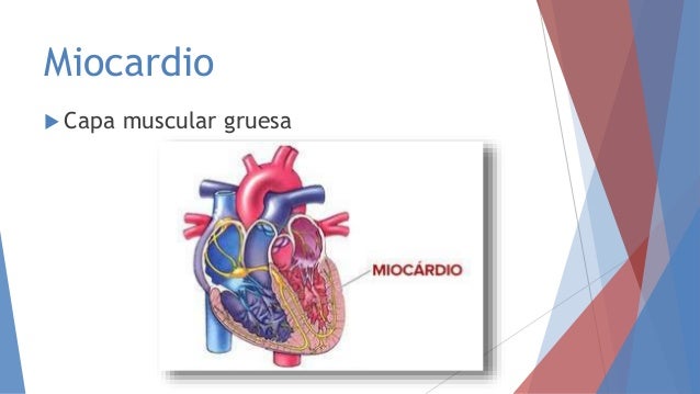 Miocardio
