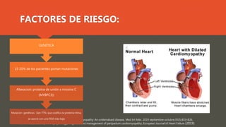 Blanca Estela Herrera-Morales, Peripartum cardiomyopathy: An undervalued disease, Med Int Méx. 2019 septiembre-octubre;35(5):819-826.
Johann Bauersachs1, Pathophysiology, diagnosis and management of peripartum cardiomyopathy, European Journal of Heart Failure (2019)
FACTORES DE RIESGO:
Mutacion genéticas: Gen TTN, que codifica la proteína titina,
se asoció con una FEVI más baja
Alteracion: proteína de unión a miosina C
(MYBPC3))
15-20% de los pacientes portan mutaciones
GENÉTICA
 