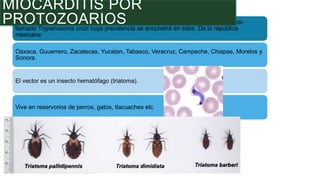 La tripanosomiasis americana o enfermedad de Chagas, es causada x un protozoario
llamado Trypanosoma cruzi cuya prevalencia se encunetra en edos. De la republica
mexicana
Oaxaca, Guuerrero, Zacatecas, Yucatan, Tabasco, Veracruz, Campeche, Chiapas, Morelos y
Sonora.
El vector es un insecto hematófago (triatoma).
Vive en reservorios de perros, gatos, tlacuaches etc
MIOCARDITIS POR
PROTOZOARIOS
 