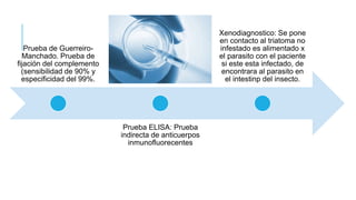 Prueba de Guerreiro-
Manchado. Prueba de
fijación del complemento
(sensibilidad de 90% y
especificidad del 99%.
Prueba ELISA: Prueba
indirecta de anticuerpos
inmunofluorecentes
Xenodiagnostico: Se pone
en contacto al triatoma no
infestado es alimentado x
el parasito con el paciente
si este esta infectado, de
encontrara al parasito en
el intestinp del insecto.
 