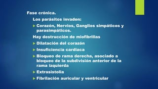 Fase crónica.
Los parásitos invaden:
 Corazón, Nervios, Ganglios simpáticos y
parasimpáticos.
Hay destrucción de miofibrillas
 Dilatación del corazón
 Insuficiencia cardiaca
 Bloqueo de rama derecha, asociado a
bloqueo de la subdivisión anterior de la
rama izquierda
 Extrasistolia
 Fibrilación auricular y ventricular
 