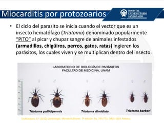 • El ciclo del parasito se inicia cuando el vector que es un
insecto hematófago (Triatoma) denominado popularmente
“PITO” al picar y chupar sangre de animales infestados
(armadillos, chigüiros, perros, gatos, ratas) ingieren los
parásitos, los cuales viven y se multiplican dentro del insecto.
Guadalajara, J.F. (2012) Cardiología. Méndez Editores. 7ª edición. Pp. 745-773; 1003-1019, México.
Guadalajara, J.F. (2012) Cardiología. Méndez Editores. 7ª edición. Pp. 745-773; 1003-1019, México.
Miocarditis por protozoarios
 