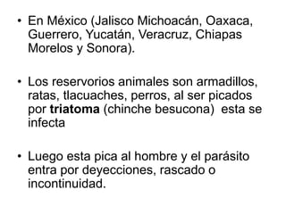 • En México (Jalisco Michoacán, Oaxaca,
Guerrero, Yucatán, Veracruz, Chiapas
Morelos y Sonora).
• Los reservorios animales son armadillos,
ratas, tlacuaches, perros, al ser picados
por triatoma (chinche besucona) esta se
infecta
• Luego esta pica al hombre y el parásito
entra por deyecciones, rascado o
incontinuidad.
 
