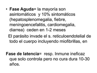 • Fase Aguda= la mayoría son
asintomáticos y 10% sintomáticos
(hepatosplenomegalia, fiebre,
meningoencefalitis, cardiomegalia,
diarrea) ceden en 1-2 meses
El parásito invade el s. reticuloendotelial de
todo el cuerpo incluyendo miofibrillas, en
Fase de latencia= resp. Inmune ineficaz
que solo controla pero no cura dura 10-30
años.
 