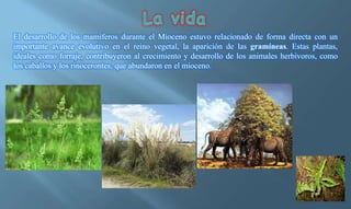 El desarrollo de los mamíferos durante el Mioceno estuvo relacionado de forma directa con un
importante avance evolutivo en el reino vegetal, la aparición de las gramíneas. Estas plantas,
ideales como forraje, contribuyeron al crecimiento y desarrollo de los animales herbívoros, como
los caballos y los rinocerontes, que abundaron en el mioceno.
 
