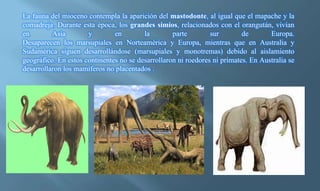 La fauna del mioceno contempla la aparición del mastodonte, al igual que el mapache y la
comadreja. Durante esta época, los grandes simios, relacionados con el orangután, vivían
en Asia y en la parte sur de Europa.
Desaparecen los marsupiales en Norteamérica y Europa, mientras que en Australia y
Sudamérica siguen desarrollándose (marsupiales y monotremas) debido al aislamiento
geográfico. En estos continentes no se desarrollaron ni roedores ni primates. En Australia se
desarrollaron los mamíferos no placentados .
 