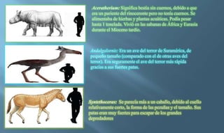 Aceratherium: Significa bestia sin cuernos, debido a que
era un pariente del rinoceronte pero no tenía cuernos. Se
alimentaba de hierbas y plantas acuáticas. Podía pesar
hasta 1 tonelada. Vivió en las sabanas de África y Eurasia
durante el Mioceno tardío.
Syntethoceras: Se parecía más a un caballo, debido al cuello
relativamente corto, la forma de las pezuñas y el tamaño. Sus
patas eran muy fuertes para escapar de los grandes
depredadores
Andalgalornis: Era un ave del terror de Suramérica, de
pequeño tamaño (comparado con el de otras aves del
terror). Era seguramente el ave del terror más rápida
gracias a sus fuertes patas.
 