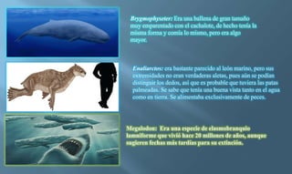 Brygmophyseter: Era una ballena de gran tamaño
muy emparentado con el cachalote, de hecho tenía la
misma forma y comía lo mismo, pero era algo
mayor.
Enaliarctos: era bastante parecido al león marino, pero sus
extremidades no eran verdaderas aletas, pues aún se podían
distinguir los dedos, así que es probable que tuviera las patas
palmeadas. Se sabe que tenía una buena vista tanto en el agua
como en tierra. Se alimentaba exclusivamente de peces.
Megalodon: Era una especie de elasmobranquio
lamniforme que vivió hace 20 millones de años, aunque
sugieren fechas más tardías para su extinción.
 