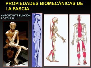 PROPIEDADES BIOMECÁNICAS DE
  LA FASCIA.
•IMPORTANTE FUNCIÓN
POSTURAL.
 