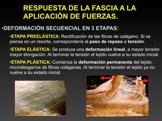 RESPUESTA DE LA FASCIA A LA
         APLICACIÓN DE FUERZAS.
•DEFORMACIÓN SECUENCIAL EN 3 ETAPAS:
  •ETAPA PREELÁSTICA: Rectificación de las fibras de colágeno. Si se
  piensa en un resorte, correspondería al paso de reposo a tensión.
  •ETAPA ELÁSTICA: Se produce una deformación lineal, a mayor tensión
  mayor elongación. Al terminar la tensión el tejido vuelve a su estado inicial.
  •ETAPA PLÁSTICA: Comienza la deformación permanente del tejido,
  microdesgarros de fibras colágenas. Al terminar la tensión el tejido ya no
  vuelve a su estado inicial.
 