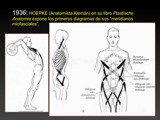 1936: HOEPKE (Anatomista Alemán) en su libro Plastische
Anatomie expone los primeros diagramas de sus “meridianos
miofasciales”.
 