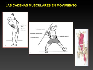 LAS CADENAS MUSCULARES EN MOVIMIENTO
 