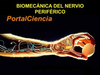 BIOMECÁNICA DEL NERVIO
      PERIFÉRICO
 