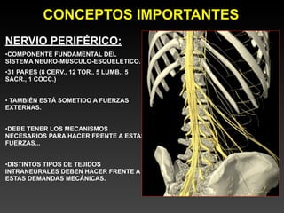 CONCEPTOS IMPORTANTES
NERVIO PERIFÉRICO:
•COMPONENTE FUNDAMENTAL DEL
SISTEMA NEURO-MUSCULO-ESQUELÉTICO.
•31 PARES (8 CERV., 12 TOR., 5 LUMB., 5
SACR., 1 COCC.)


• TAMBIÉN ESTÁ SOMETIDO A FUERZAS
EXTERNAS.


•DEBE TENER LOS MECANISMOS
NECESARIOS PARA HACER FRENTE A ESTAS
FUERZAS...


•DISTINTOS TIPOS DE TEJIDOS
INTRANEURALES DEBEN HACER FRENTE A
ESTAS DEMANDAS MECÁNICAS.
 