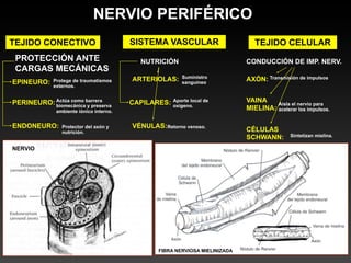 NERVIO PERIFÉRICO
TEJIDO CONECTIVO                         SISTEMA VASCULAR                        TEJIDO CELULAR
 PROTECCIÓN ANTE                           NUTRICIÓN                          CONDUCCIÓN DE IMP. NERV.
 CARGAS MECÁNICAS
                                                         Suministro
EPINEURO:    Protege de traumatismos     ARTERIOLAS:     sanguíneo
                                                                              AXÓN: Transmisión de impulsos
             externos.


PERINEURO: Actúa como barrera            CAPILARES:   Aporte local de         VAINA    Aisla el nervio para
           biomecánica y preserva                     oxígeno.
              ambiente iónico interno.
                                                                              MIELINA: acelerar los impulsos.

ENDONEURO:      Protector del axón y     VÉNULAS: Retorno venoso.
                nutrición.                                                    CÉLULAS
                                                                              SCHWANN:        Sintetizan mielina.

NERVIO




                                                 FIBRA NERVIOSA MIELINIZADA
 