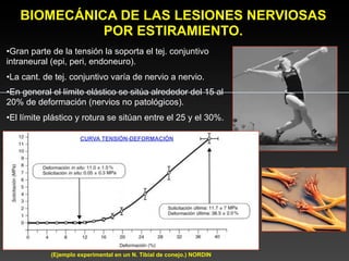 BIOMECÁNICA DE LAS LESIONES NERVIOSAS
             POR ESTIRAMIENTO.
•Gran parte de la tensión la soporta el tej. conjuntivo
intraneural (epi, peri, endoneuro).
•La cant. de tej. conjuntivo varía de nervio a nervio.
•En general el límite elástico se sitúa alrededor del 15 al
20% de deformación (nervios no patológicos).
•El límite plástico y rotura se sitúan entre el 25 y el 30%.

                      CURVA TENSIÓN-DEFORMACIÓN




            (Ejemplo experimental en un N. Tibial de conejo.) NORDIN
 