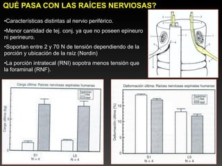 QUÉ PASA CON LAS RAÍCES NERVIOSAS?

•Características distintas al nervio periférico.
•Menor cantidad de tej. conj. ya que no poseen epineuro
ni perineuro.
•Soportan entre 2 y 70 N de tensión dependiendo de la
porción y ubicación de la raíz (Nordin)
•La porción intratecal (RNI) sopotra menos tensión que
la foraminal (RNF).
 