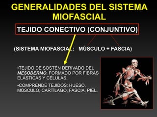 GENERALIDADES DEL SISTEMA
       MIOFASCIAL
 TEJIDO CONECTIVO (CONJUNTIVO)

(SISTEMA MIOFASCIAL: MÚSCULO + FASCIA)


 •TEJIDO DE SOSTÉN DERIVADO DEL
 MESODERMO, FORMADO POR FIBRAS
 ELÁSTICAS Y CÉLULAS.
 •COMPRENDE TEJIDOS: HUESO,
 MÚSCULO, CARTÍLAGO, FASCIA, PIEL.
 