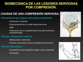 BIOMECÁNICA DE LAS LESIONES NERVIOSAS
             POR COMPRESIÓN.
CAUSAS DE UNA COMPRESIÓN NERVIOSA:
•Pinzamiento por alguna estructura anatómica:
       •Contractura muscular
       •Engrosamiento de un canal natural del nervio
       •HNP
       •Inflamación de un compartimiento muscular (síndrome
       compartimental)

•Evento compresivo externo:
       •Mala posición mantenida
       •Posición de las EEII al dormir (parálisis del borracho)

•Evento traumático:
       •Compresión brusca (golpe) de algún nervio superficial.
       •Torniquete
 