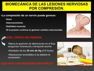 BIOMECÁNICA DE LAS LESIONES NERVIOSAS
             POR COMPRESIÓN.
•La compresión de un nervio puede generar:
   •Dolor
   •Adormecimiento
   •Debilidad muscular
   •Si la presión continúa se generan cambios estructurales


   NIVEL CRÍTICO DE PRESIÓN

     •Marca la aparición de alteraciones en el flujo
     sanguíneo intraneural y transporte axonal.
     •Alrededor de los 30 mm de Hg (4-6 horas)
     •Alteraciones reversibles si se detiene la
     compresión.

QUÉ PASA CON PRESIONES MAYORES??
 