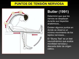 PUNTOS DE TENSIÓN NERVIOSA

                 Butler (1991)
                 Determinó que que los
                 nervios se desplazan
                 durante sus trayectos
                 anatómicos...
                 Existen algunos puntos en
                 donde se observa un
                 mínimo movimiento de los
                 tejidos nerviosos...
                 El “Slump Test” es un test
                 neurodinámico que evalúa
                 movilidad nerviosa y
                 descarta dolor de origen
                 ciático.
 