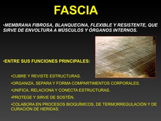 FASCIA
•MEMBRANA FIBROSA, BLANQUECINA, FLEXIBLE Y RESISTENTE, QUE
SIRVE DE ENVOLTURA A MÚSCULOS Y ÓRGANOS INTERNOS.




•ENTRE SUS FUNCIONES PRINCIPALES:


   •CUBRE Y REVISTE ESTRUCTURAS.
   •ORGANIZA, SEPARA Y FORMA COMPARTIMENTOS CORPORALES.
   •UNIFICA, RELACIONA Y CONECTA ESTRUCTURAS.
   •PROTEGE Y SIRVE DE SOSTÉN.
   •COLABORA EN PROCESOS BIOQUÍMICOS, DE TERMORREGULACIÓN Y DE
   CURACIÓN DE HERIDAS.
 