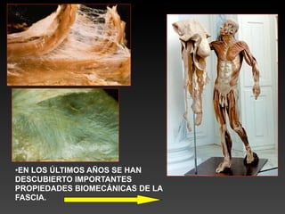 •EN LOS ÚLTIMOS AÑOS SE HAN
DESCUBIERTO IMPORTANTES
PROPIEDADES BIOMECÁNICAS DE LA
FASCIA.
 