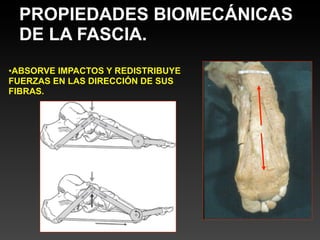 PROPIEDADES BIOMECÁNICAS
 DE LA FASCIA.
•ABSORVE IMPACTOS Y REDISTRIBUYE
FUERZAS EN LAS DIRECCIÓN DE SUS
FIBRAS.
 
