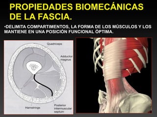 PROPIEDADES BIOMECÁNICAS
 DE LA FASCIA.
•DELIMITA COMPARTIMENTOS, LA FORMA DE LOS MÚSCULOS Y LOS
MANTIENE EN UNA POSICIÓN FUNCIONAL ÓPTIMA.
 
