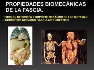 PROPIEDADES BIOMECÁNICAS
 DE LA FASCIA.
•FUNCIÓN DE SOSTÉN Y SOPORTE MECÁNICO DE LOS SISTEMAS
LOCOMOTOR, NERVIOSO, VASCULAR Y LINFÁTICO.
 