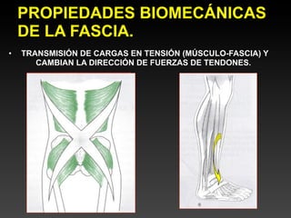 PROPIEDADES BIOMECÁNICAS
    DE LA FASCIA.
•   TRANSMISIÓN DE CARGAS EN TENSIÓN (MÚSCULO-FASCIA) Y
       CAMBIAN LA DIRECCIÓN DE FUERZAS DE TENDONES.
 