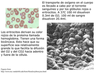 Los eritrocitos derivan su color
rojizo de la proteína llamada
hemoglobina. Tienen una forma
bicóncava. Esto hace que su
superficie sea relativamente
grande lo que facilita la difusión
del O2 y del CO2 hacia adentro
y fuera de la célula.
El transporte de oxígeno en el cuerpo
es llevado a cabo por el torrente
sanguíneo y por los glóbulos rojos o
eritrocitos. A 37C 100 ml disuelven
0.3ml de O2; 100 ml de sangre
disuelven 20.4ml.
Figures from
http://www.mc.vanderbilt.edu/histo/blood/erythrocytes.html
 