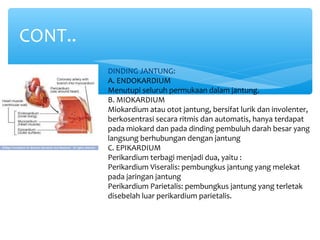 CONT..
DINDING JANTUNG:
A. ENDOKARDIUM
Menutupi seluruh permukaan dalam jantung.
B. MIOKARDIUM
Miokardium atau otot jantung, bersifat lurik dan involenter,
berkosentrasi secara ritmis dan automatis, hanya terdapat
pada miokard dan pada dinding pembuluh darah besar yang
langsung berhubungan dengan jantung
C. EPIKARDIUM
Perikardium terbagi menjadi dua, yaitu :
Perikardium Viseralis: pembungkus jantung yang melekat
pada jaringan jantung
Perikardium Parietalis: pembungkus jantung yang terletak
disebelah luar perikardium parietalis.
 
