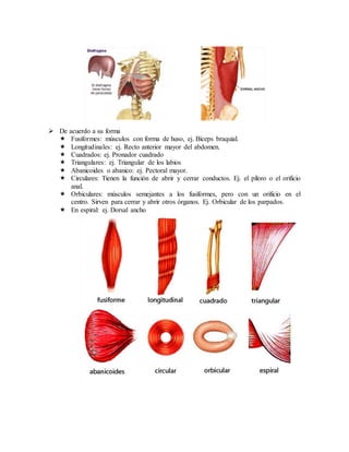  De acuerdo a su forma
 Fusiformes: músculos con forma de huso, ej. Bíceps braquial.
 Longitudinales: ej. Recto anterior mayor del abdomen.
 Cuadrados: ej. Pronador cuadrado
 Triangulares: ej. Triangular de los labios
 Abanicoides o abanico: ej. Pectoral mayor.
 Circulares: Tienen la función de abrir y cerrar conductos. Ej. el píloro o el orificio
anal.
 Orbiculares: músculos semejantes a los fusiformes, pero con un orificio en el
centro. Sirven para cerrar y abrir otros órganos. Ej. Orbicular de los parpados.
 En espiral: ej. Dorsal ancho
 